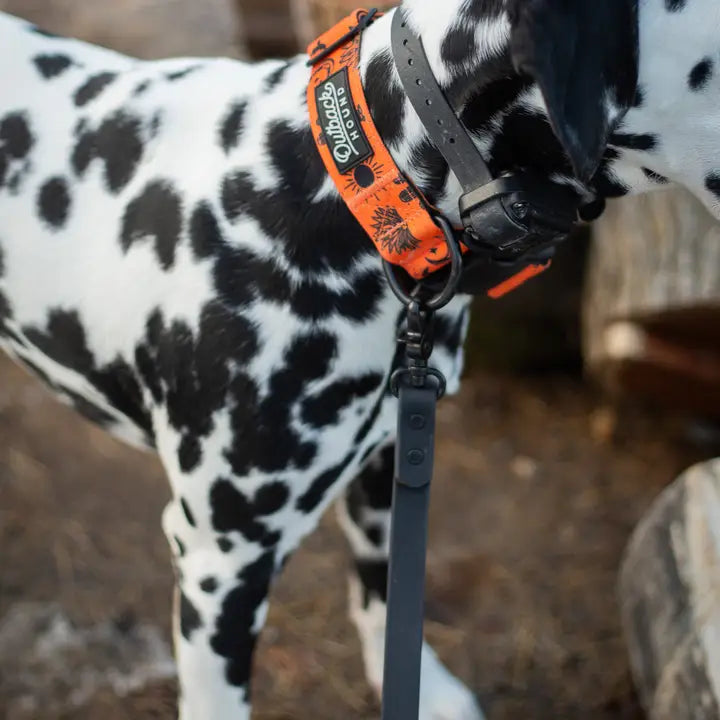 Outback Hound Orange Agave Trail Collar