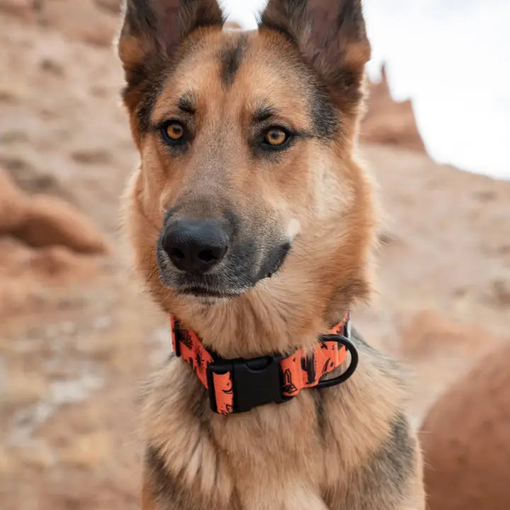 Outback Hound Orange Agave Trail Collar