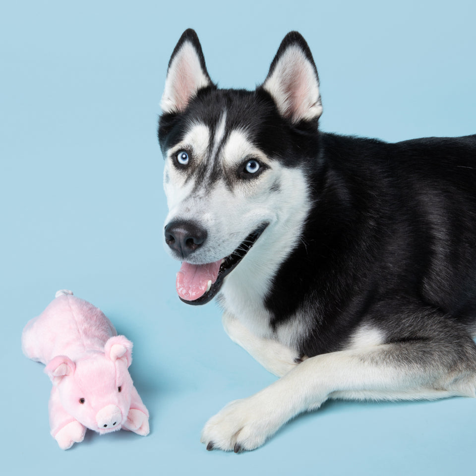 Petey Pig Plush Toy