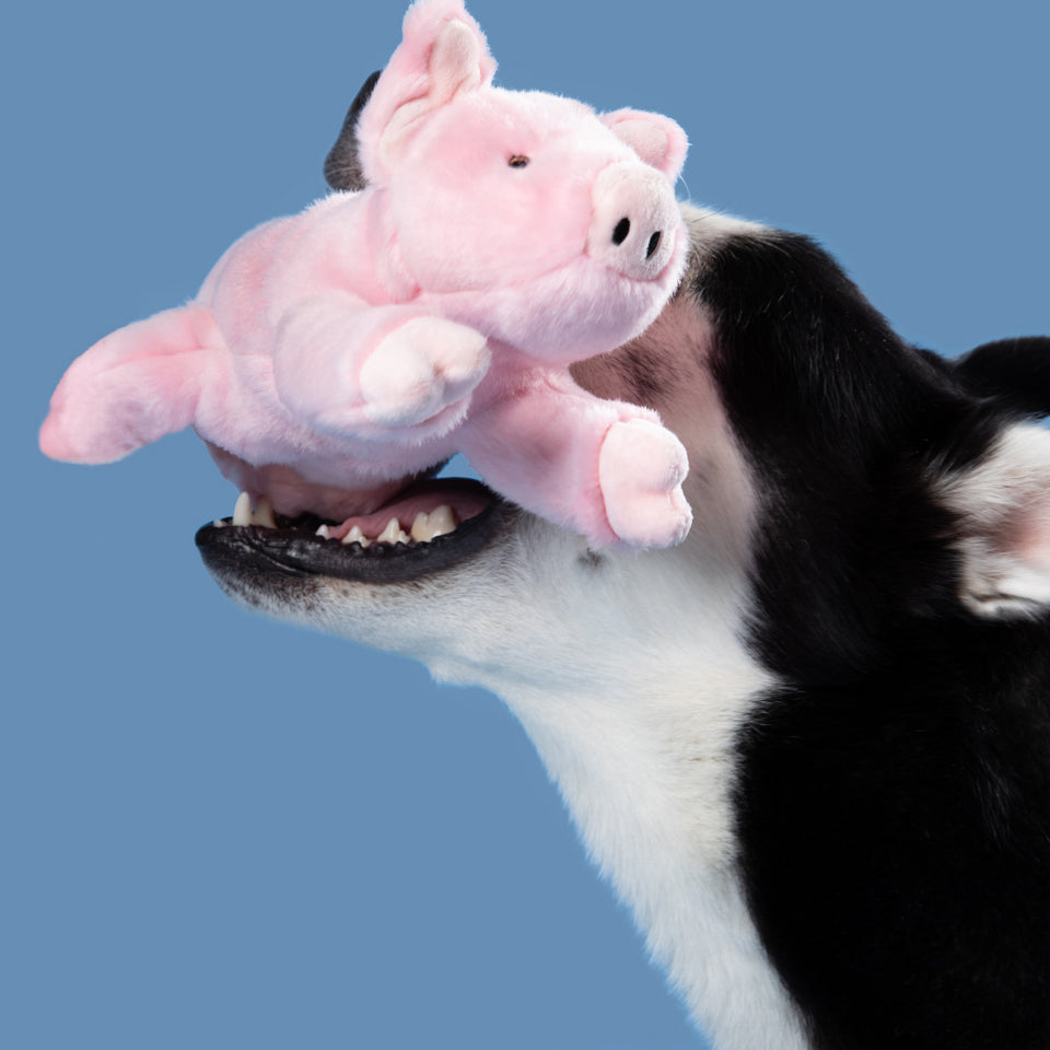 Petey Pig Plush Toy