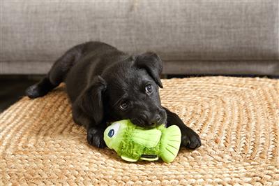 Drop the Bass Super Chewer Toy | BARK