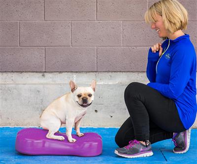 Regular K9 FitBone™ - Original Dog Balance Training Platform