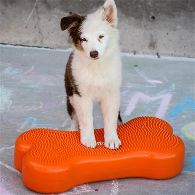 Regular K9 FitBone™ - Original Dog Balance Training Platform