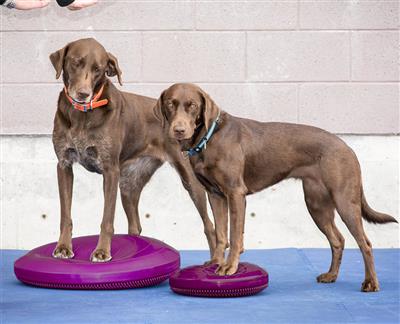 FitPaws Balance Discs