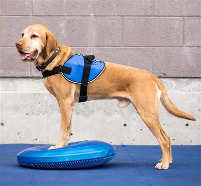 FitPaws Balance Discs