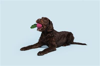 BARK Turnt Up Turnip Super Chewer
