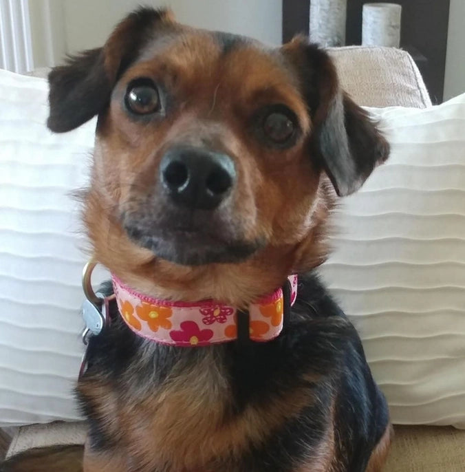 Up Country Flower Power Small Breed Dog Collar