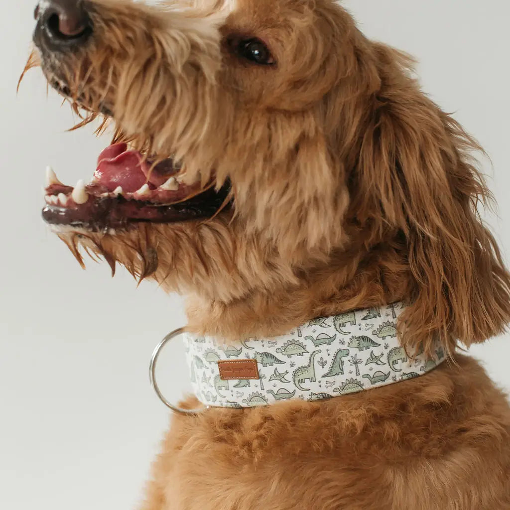 The Jude Dog Collar