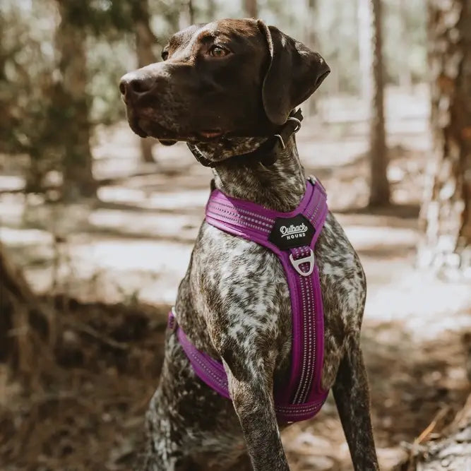 Outback Hound Ultra Lite Purple Comfort Harness