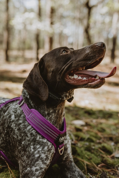 Outback Hound Ultra Lite Purple Comfort Harness