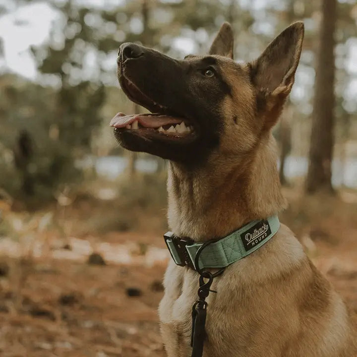 Outback Hound Mint Green Premium Dog Collar