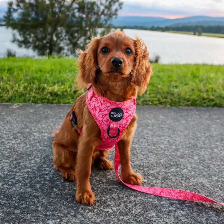 Rose All Day Harness by Big Dog & Skippy