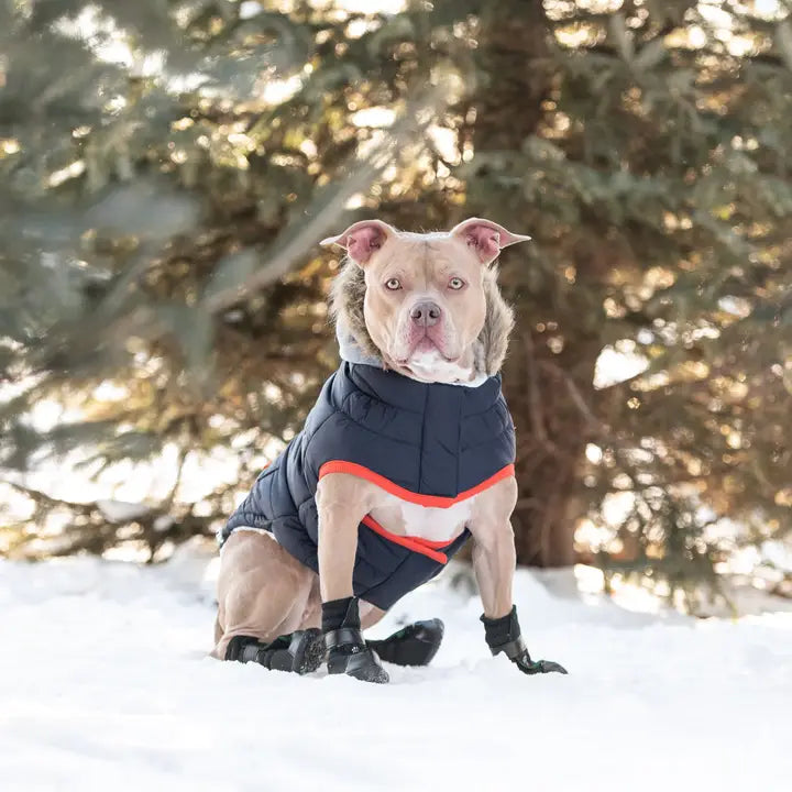 GF Pet Navy Winter Sailor Parka