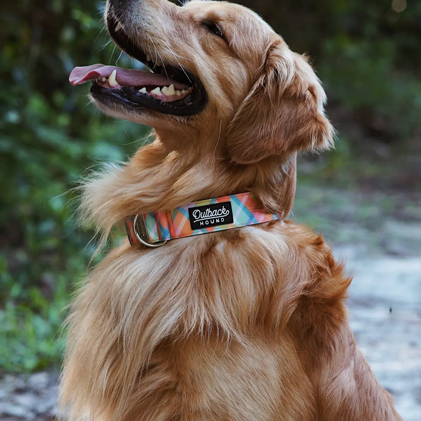 Outback Hound Summer Plaid Dog Collar