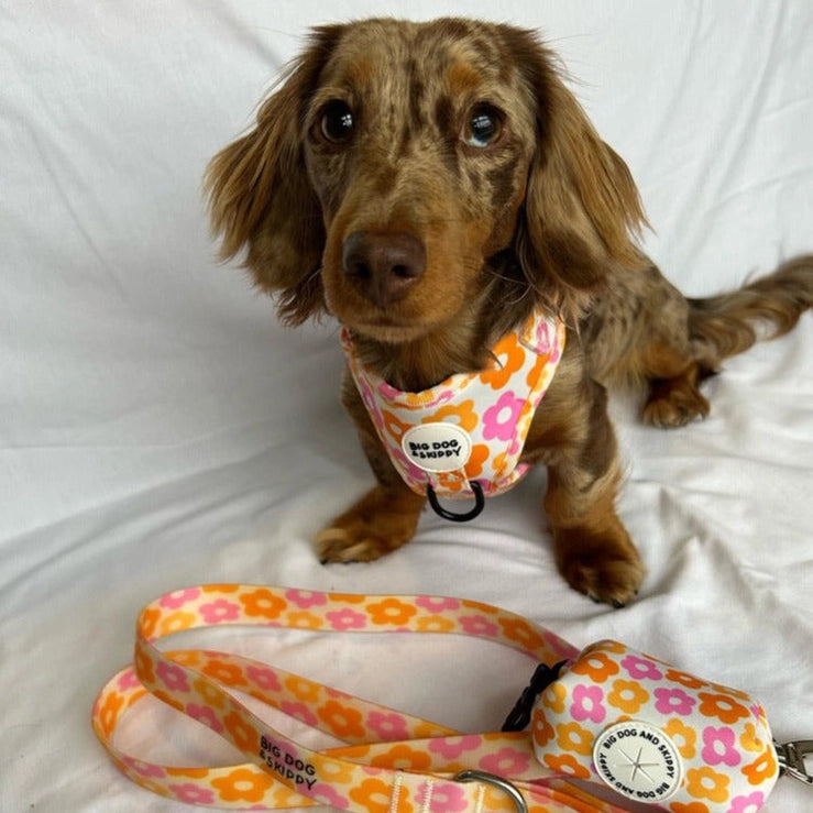 Pocket of Posies Harness by Big Dog & Skippy