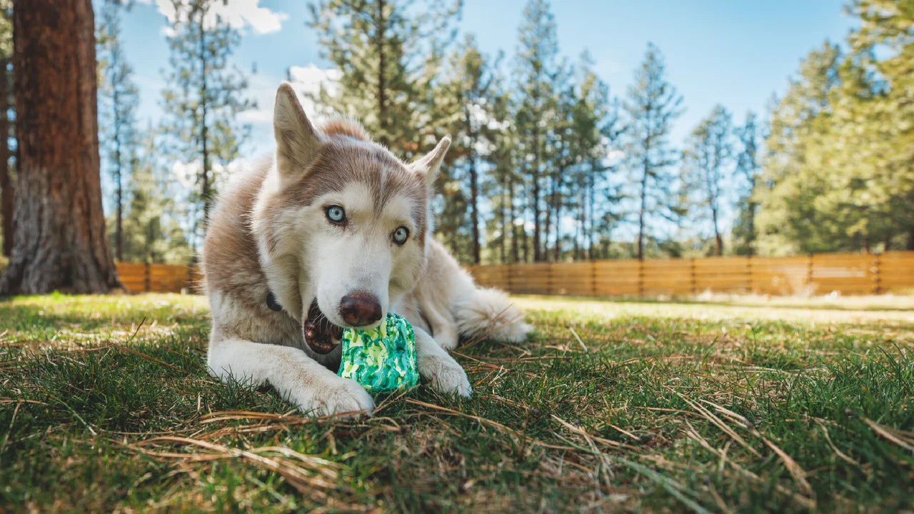 Morel Dog Toy | Ruffwear