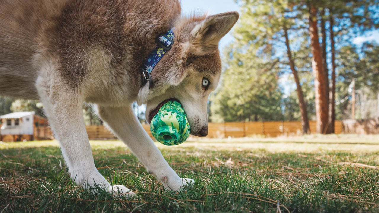 Morel Dog Toy | Ruffwear