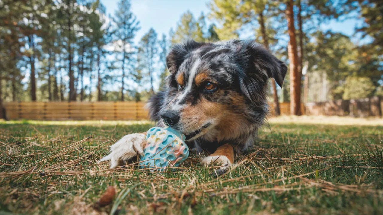 Morel Dog Toy | Ruffwear
