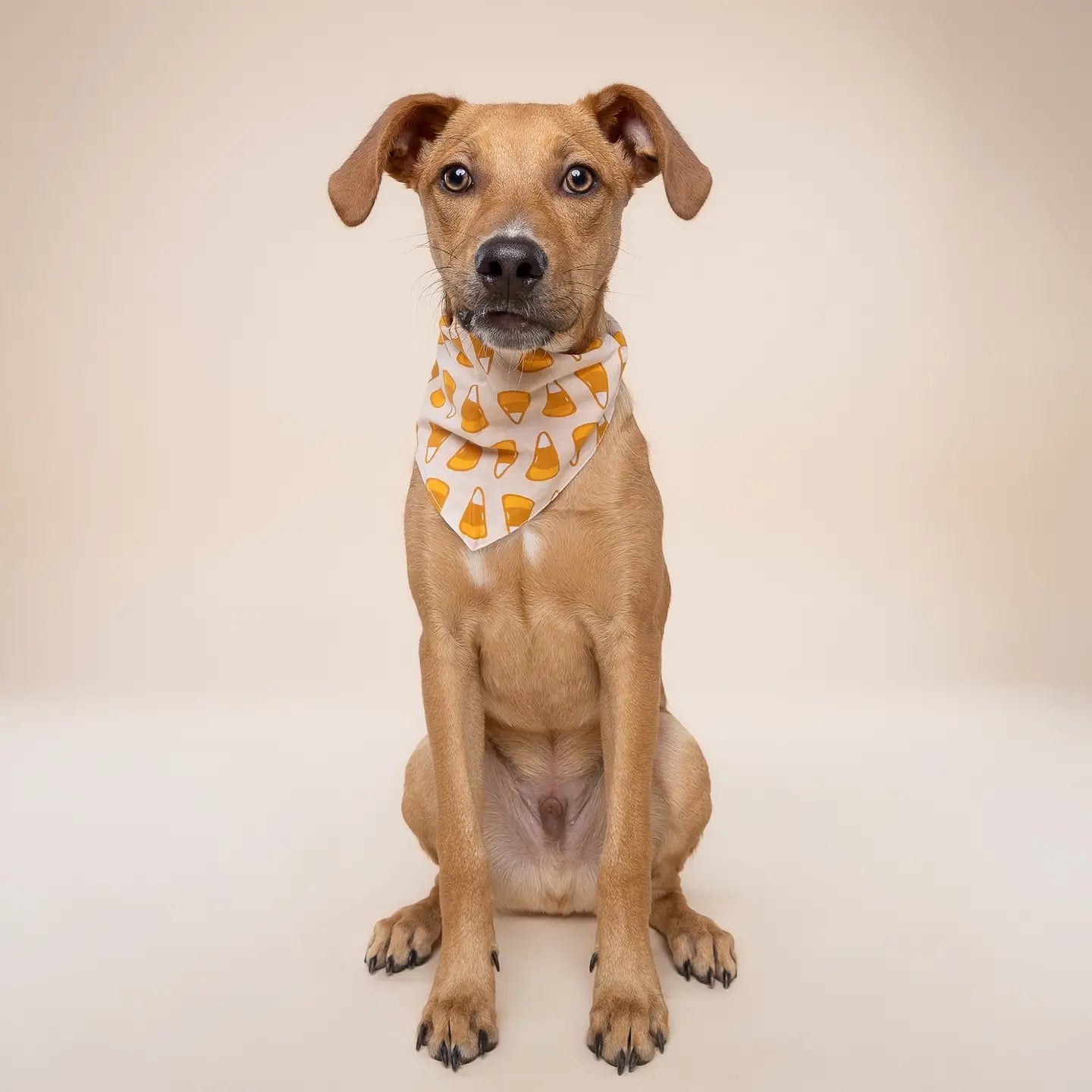 Candy Corn Bandana