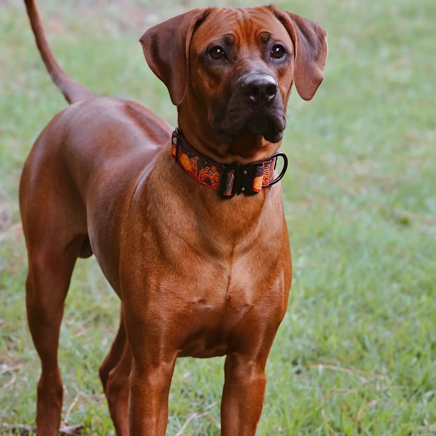 Outback Hound Desert Camp Out Dog Collar