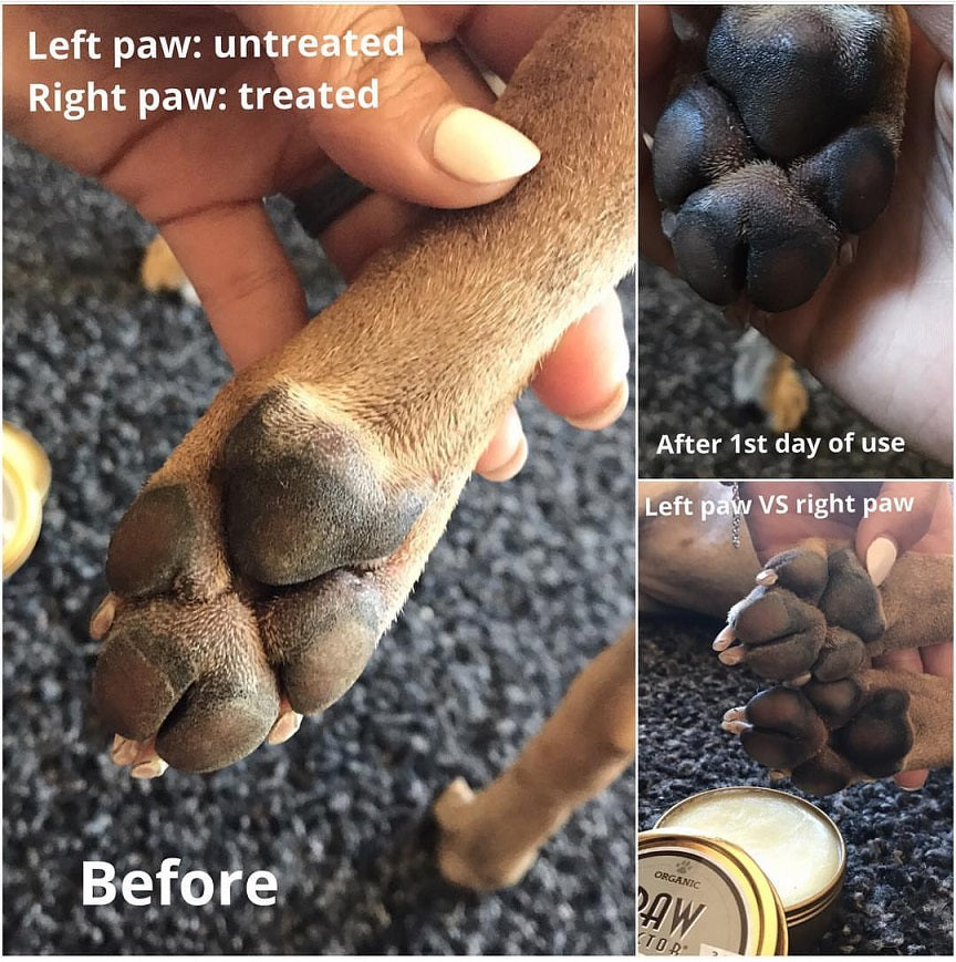 Natural Dog Company Pawtection Balm