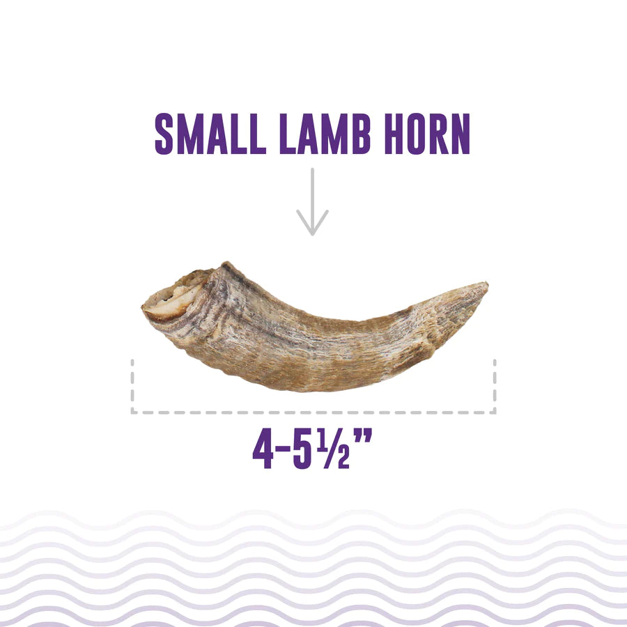 Small Lamb Horn