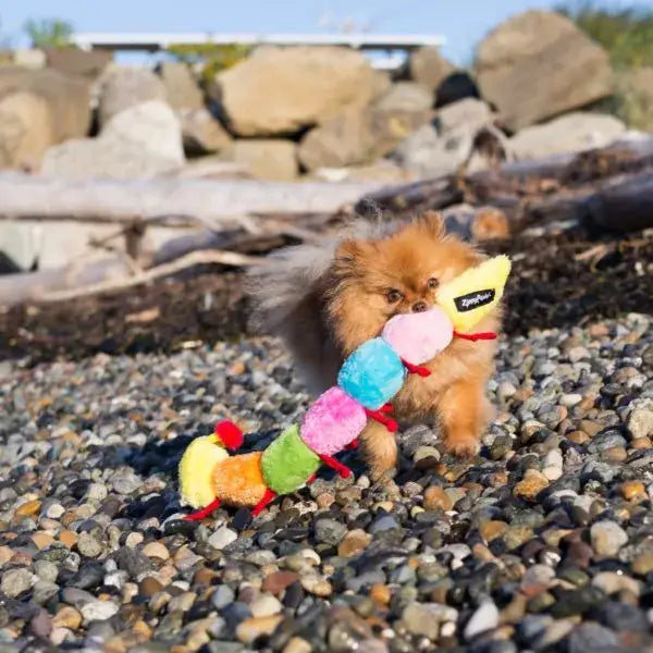 Caterpillar Toy | ZippyPaws