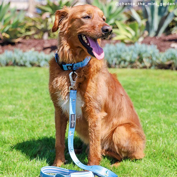 The Set Sail Leash | Lucy & Co.
