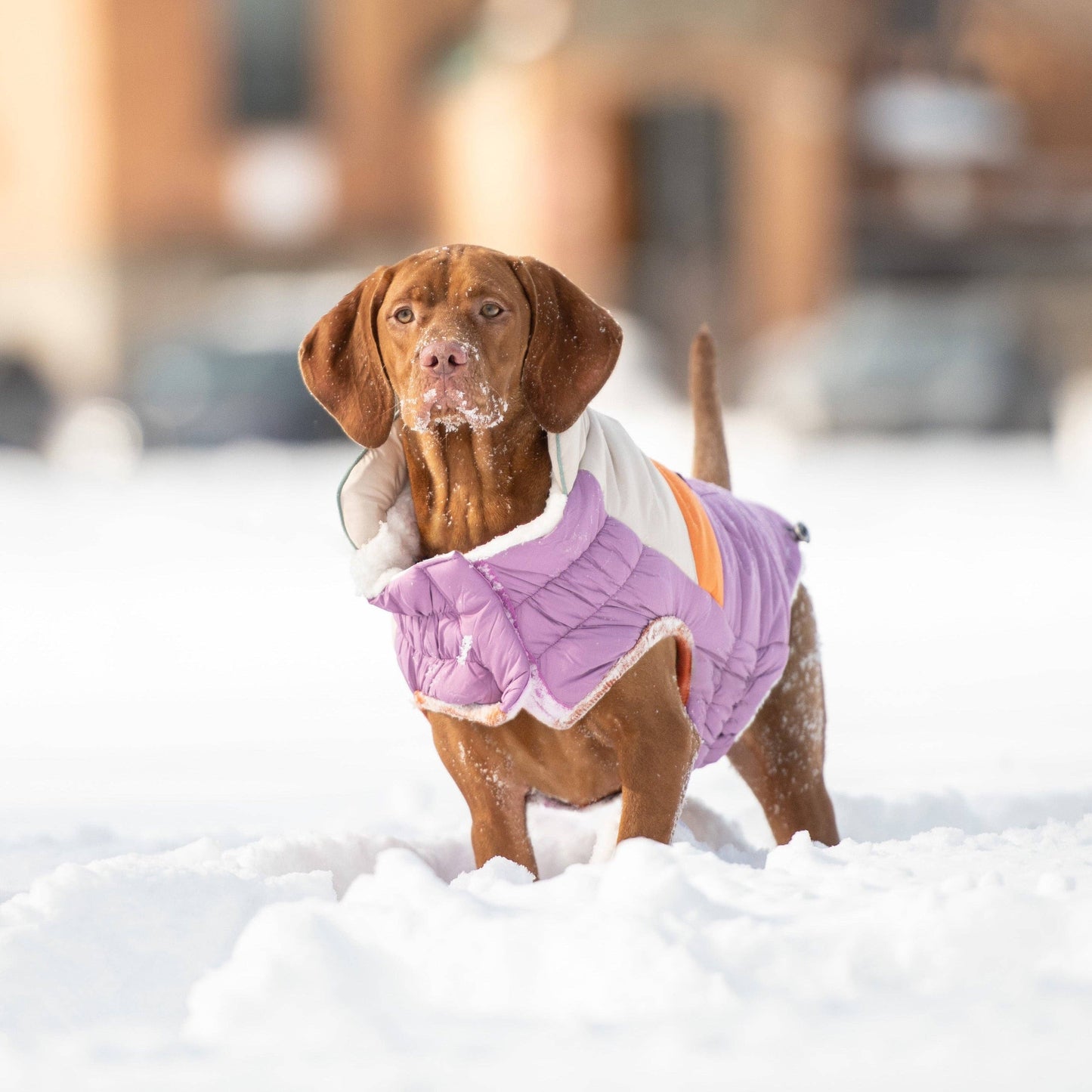 Purple GF Pet Camplife Puffer Coat