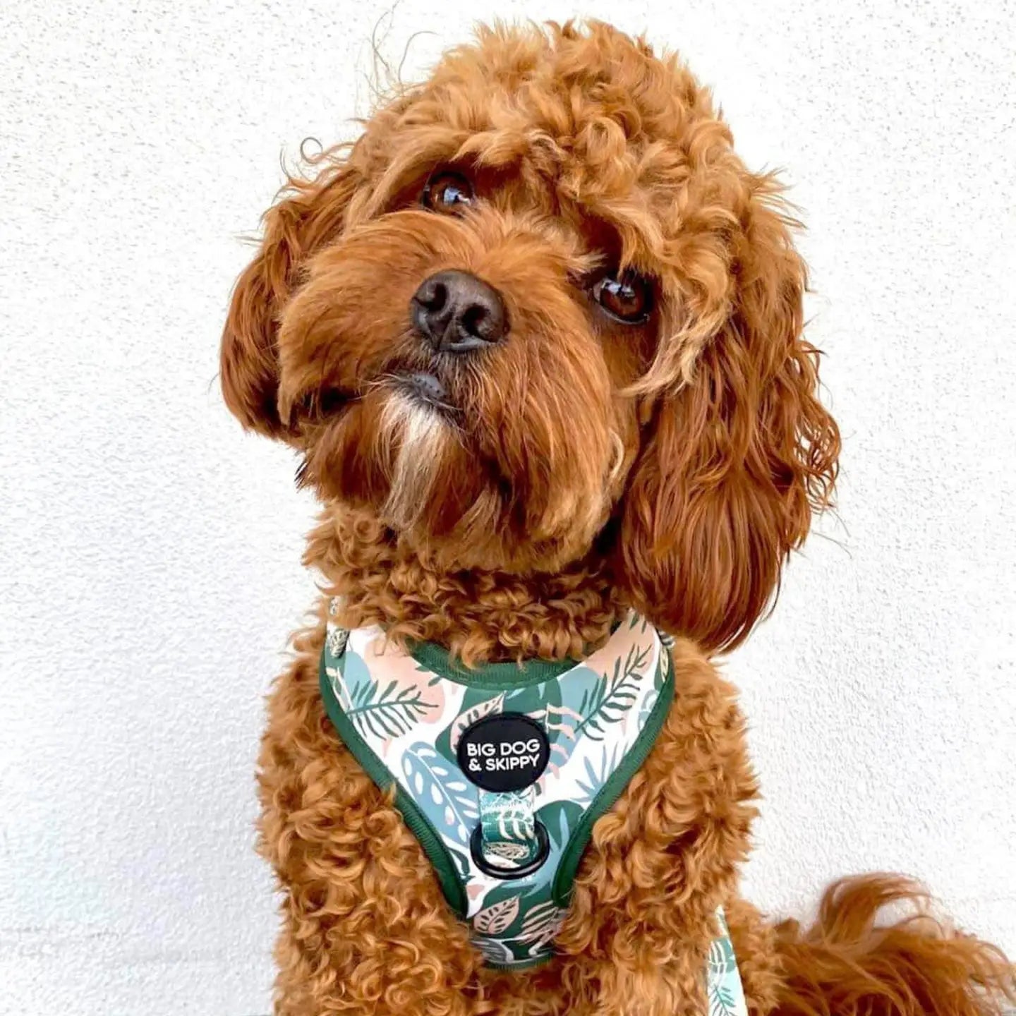 Plants Please Harnesses by Big Dog & Skippy