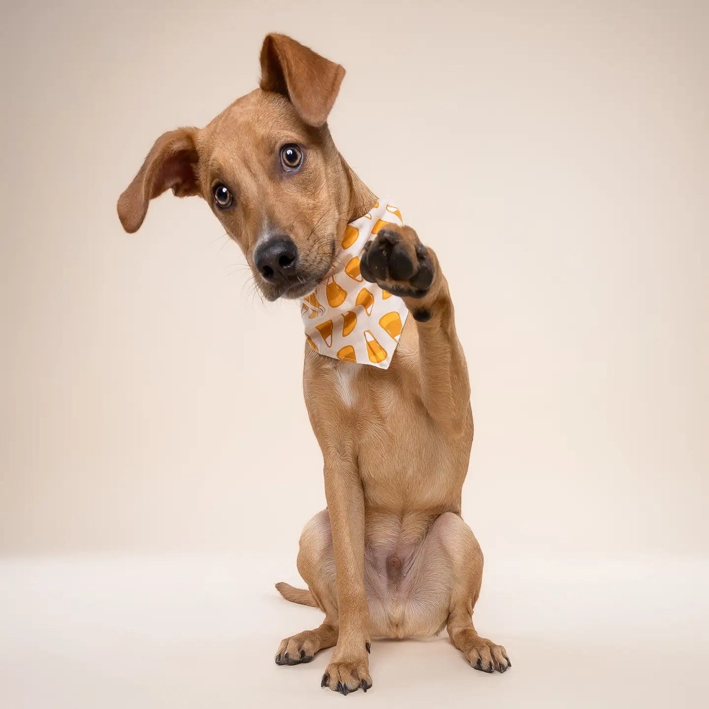 Candy Corn Bandana