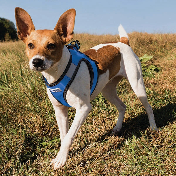 Baydog Blue Liberty BAYDOG Harness