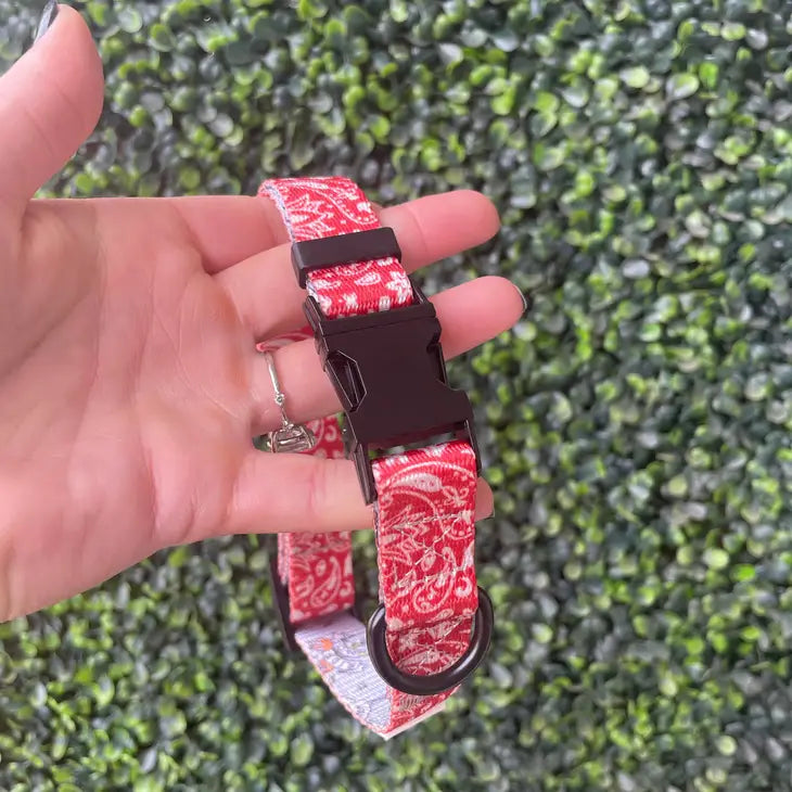 Bad to the Bone Collar