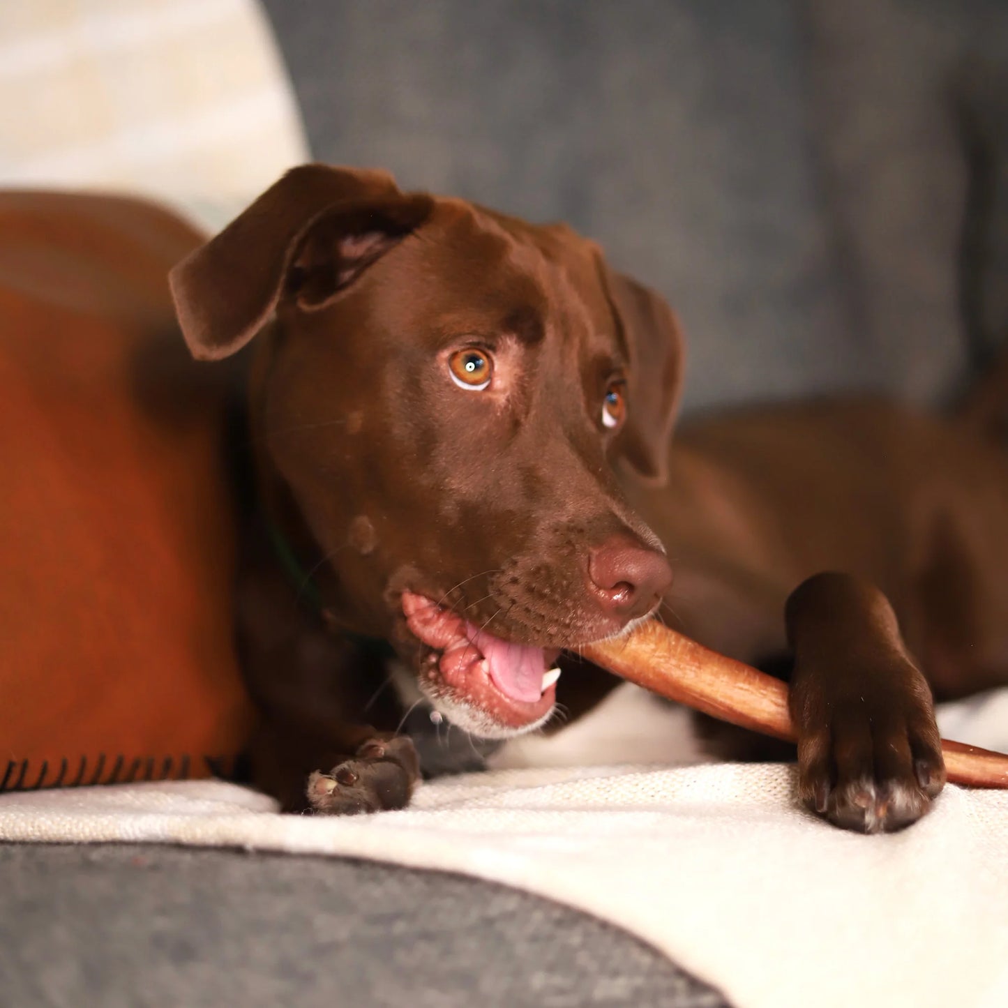 Stash Jumbo Bully Stick