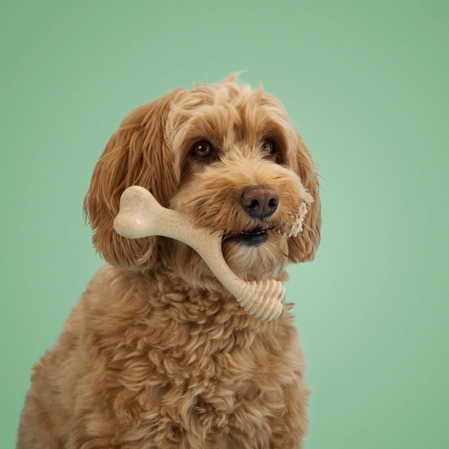 The BetterBone MEDIUM Beef Chew Toy