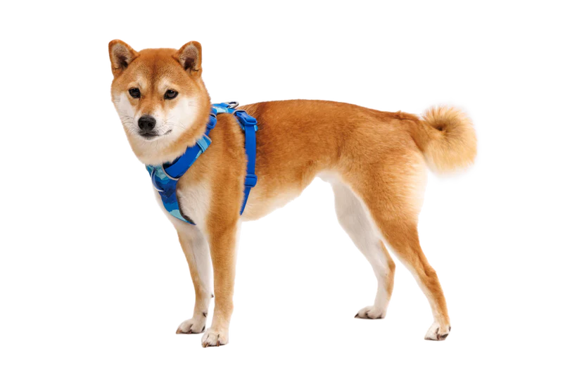 Front Range Harness Coastal Mountains | Ruffwear