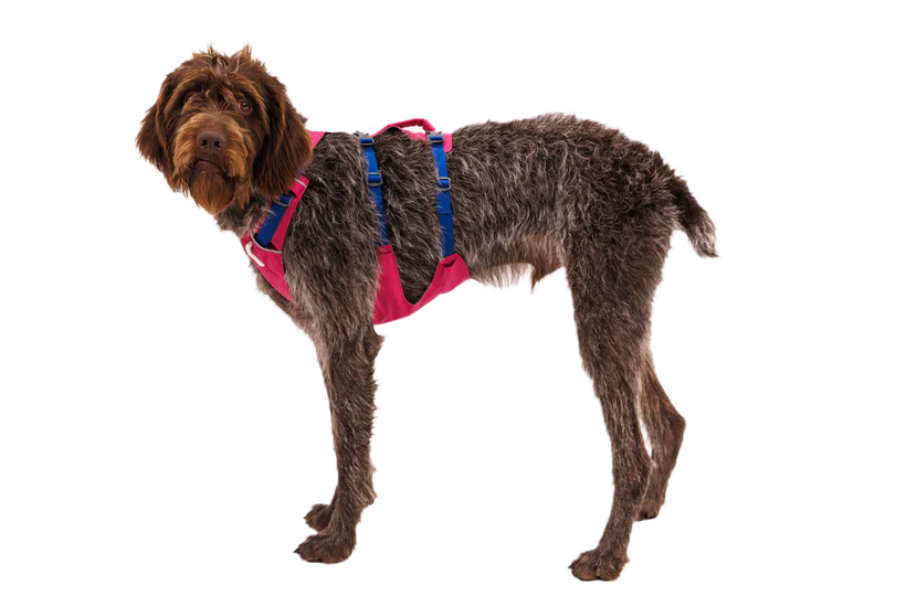 Apenglow Pink Flagline Dog Harness | Ruffwear