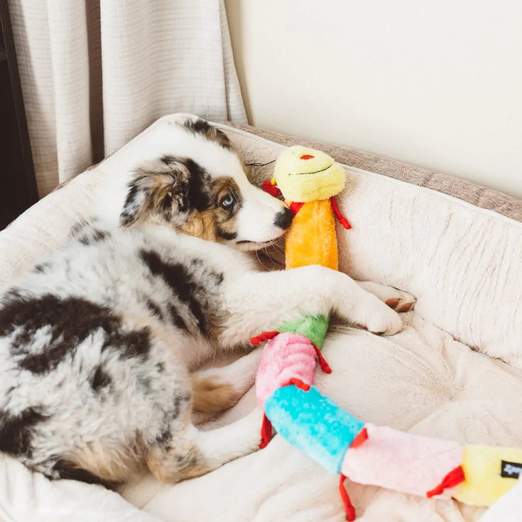 Caterpillar Toy | ZippyPaws