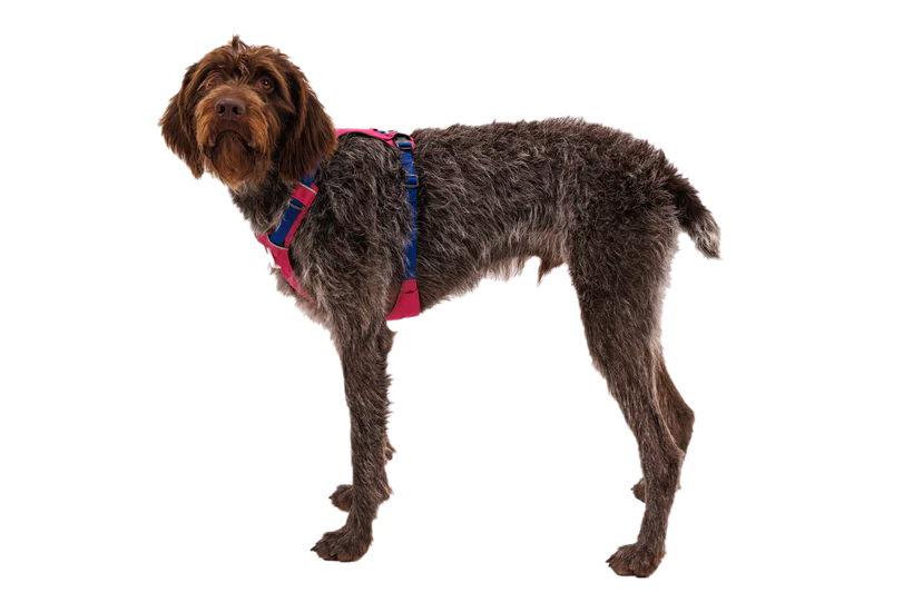 Hi & Light Lightweight Dog Harness Alpenglow Pink | Ruffwear