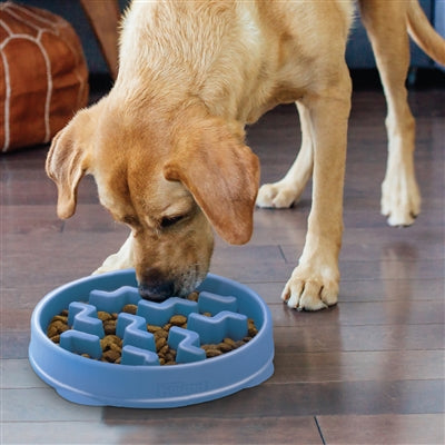 Blue Notch Fun Feeder Slo-Bowl