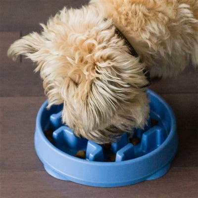 Blue Notch Fun Feeder Slo-Bowl
