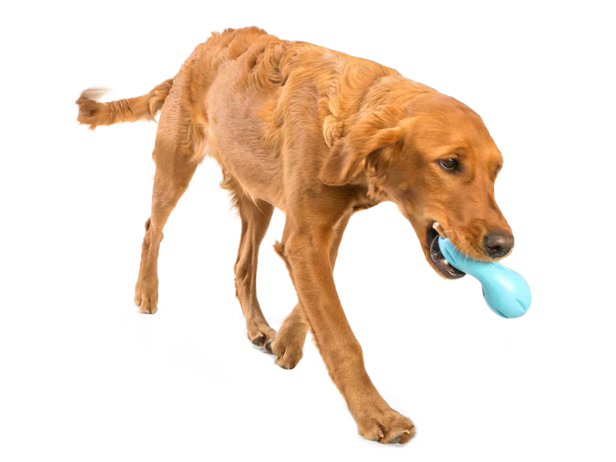 Qwizl Treat Toy | West Paw