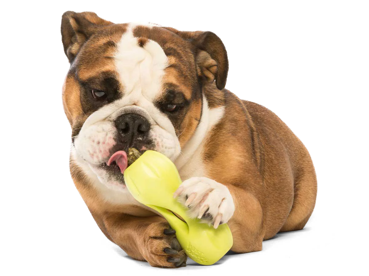 Qwizl Treat Toy | West Paw
