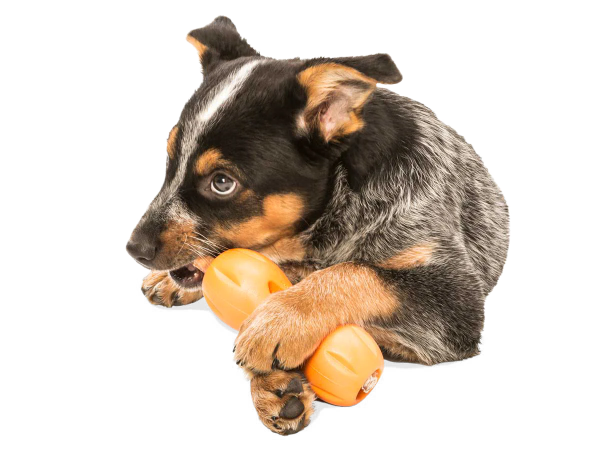 Qwizl Treat Toy | West Paw
