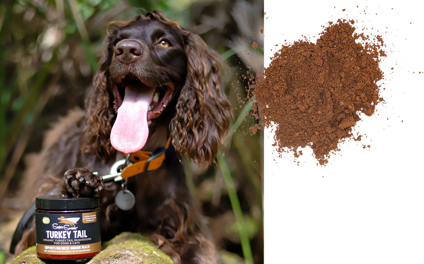 Turkey Tail Mushroom Powder