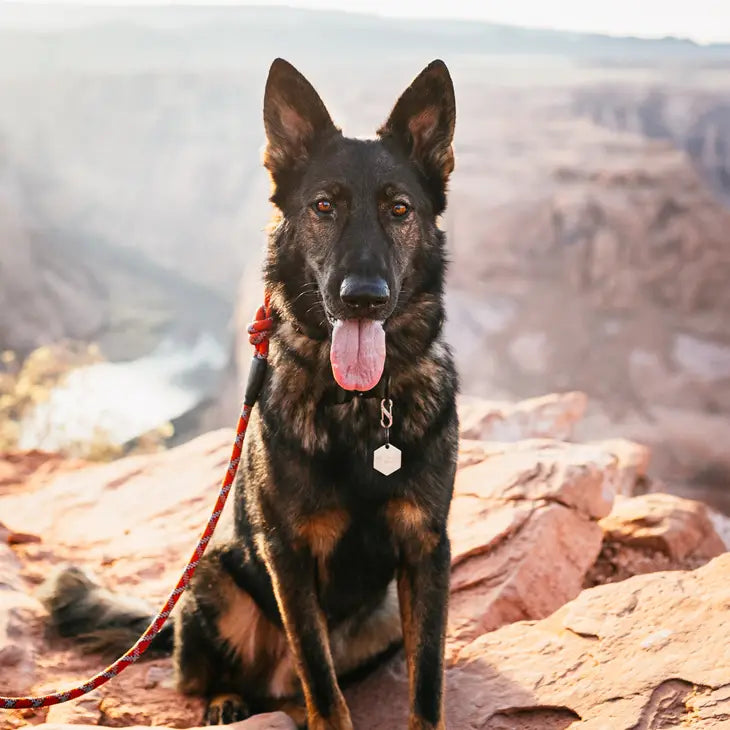 Blood Hound Red Outback Hound All-Terrain Dog Leash