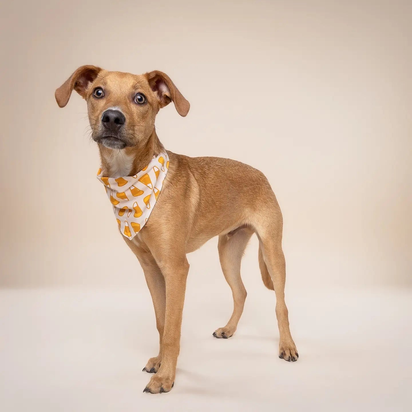 Candy Corn Bandana