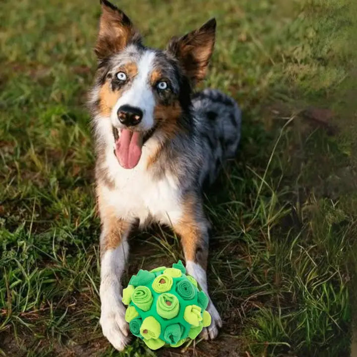 Interactive Dog Forager Ball | Reggie