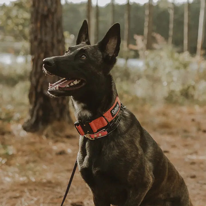 Outback Hound Burnt Orange Premium Dog Collar