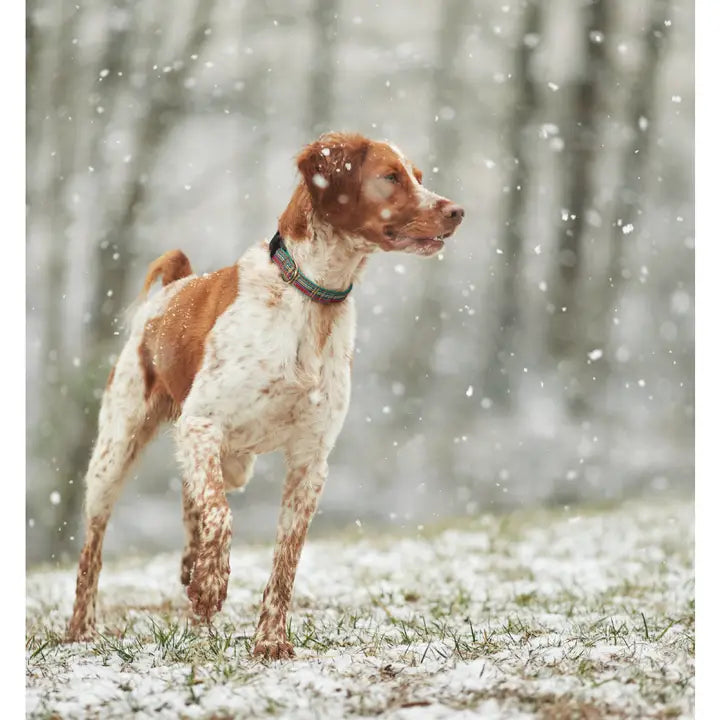 Up Country Christmas Sparkle Plaid Holiday Dog Collar